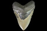 Fossil Megalodon Tooth - North Carolina #92437-1